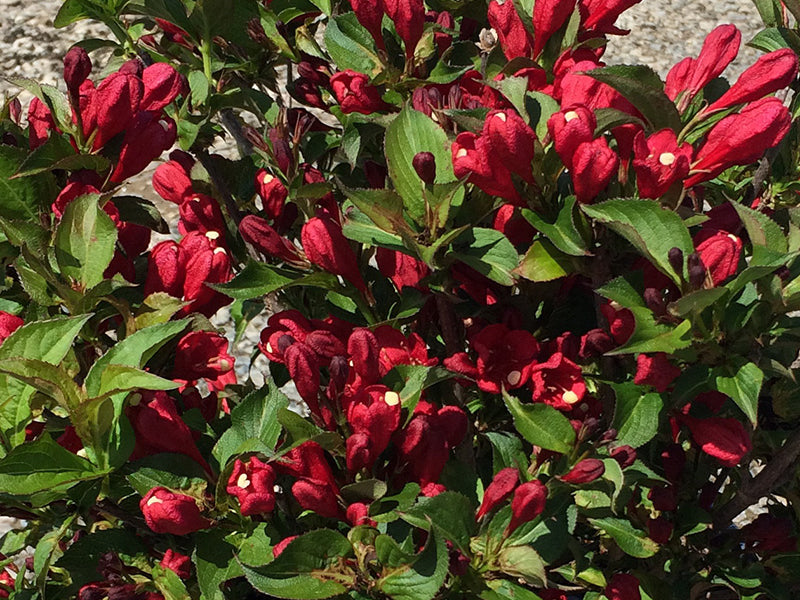 Proven Winners® Color Choice® Sonic Bloom® Red Reblooming Weigela (Weigela florida ‘Verweig 6’) - QT