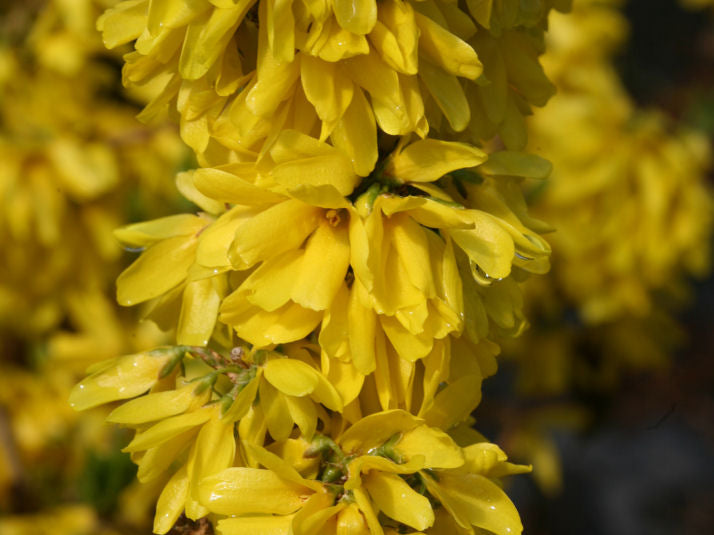 Proven Winners® Color Choice® Show Off Starlet® Forsythia (Forsythia x ‘Minfor6’) - QT