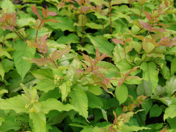 Kodiak Fresh® Honeysuckle (Diervilla sessilifolia 'Kodiak Fresh') - QT