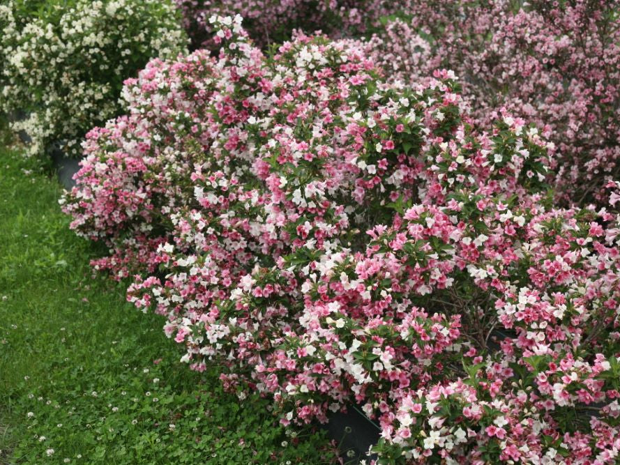 Proven Winners® Color Choice® Czechmark Trilogy® Weigela (Weigela FLORIDA 'VUKOZGemini') - QT