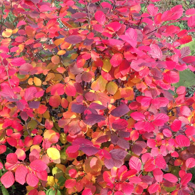 Legend Of The Fall® Bottlebrush (Fothergilla x intermedia 'Legend Of The Fall') - QT