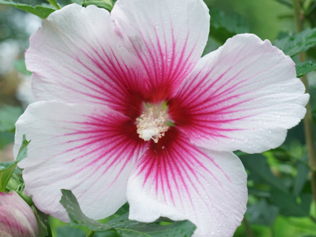 Paraplu Pink Ink® Rose of Sharon (Hibiscus paraplu 'Pink Ink') - QT