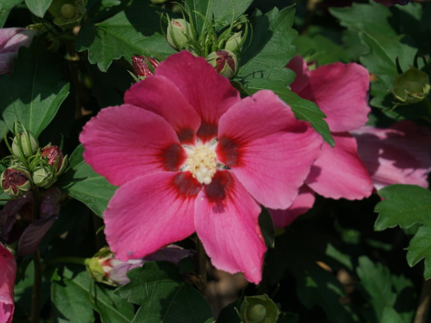 Paraplu Rouge® Rose of Sharon (Hibiscus paraplu 'Rouge') - QT