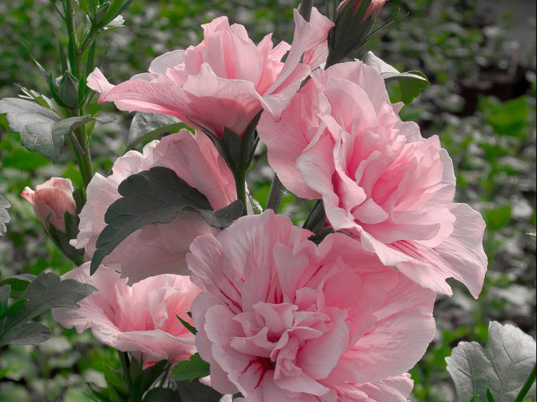 Paraplu® Pure White Rose of Sharon (Hibiscus syriacus ‘Paraplu Pure White’) - QT