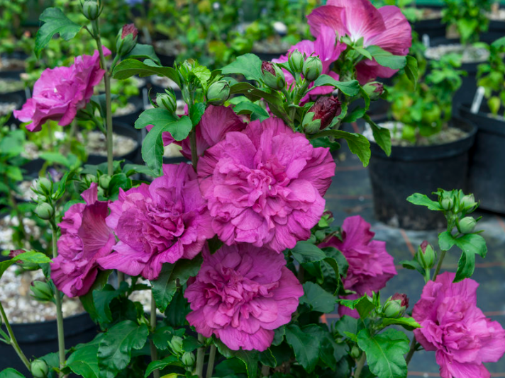 Magenta Chiffon® Rose of Sharon (Hibiscus syriacus 'Magenta Chiffon') - QT