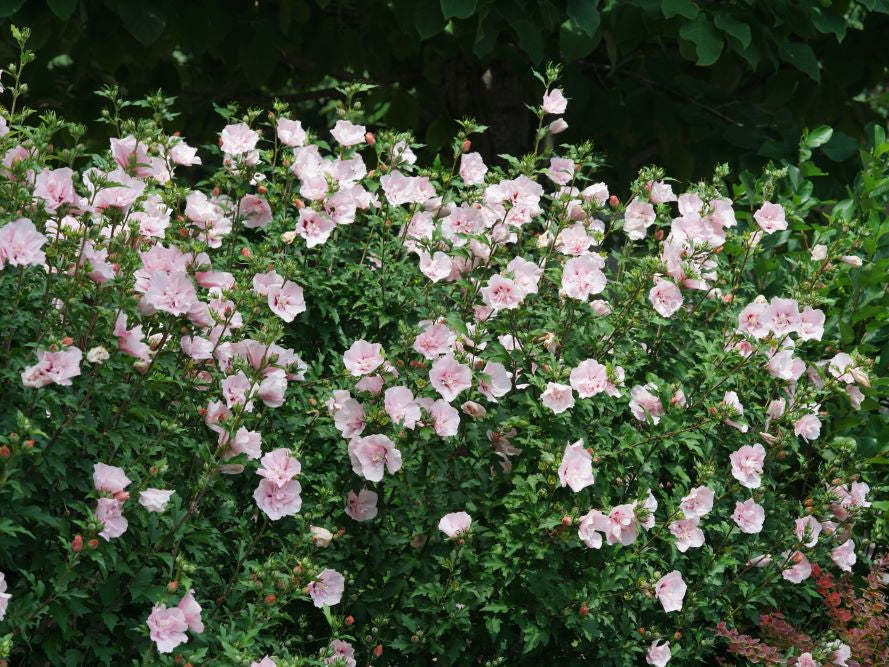 Pink Chiffon® Rose of Sharon (Hibiscus syriacus Pink Chiffon®) - QT