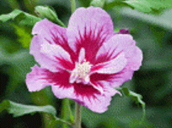 Purple Pillar® Rose of Sharon (Hibiscus syriacus 'Purple Pillar') - QT