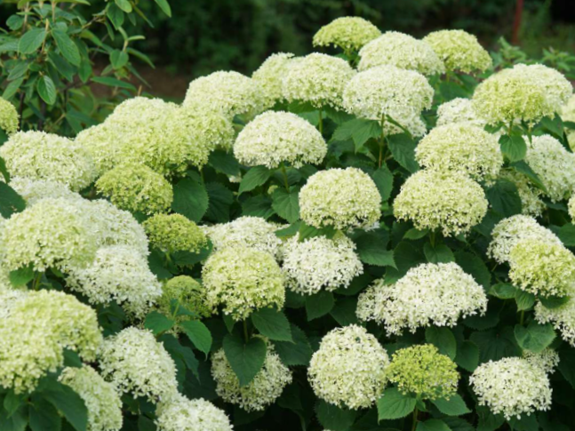 Proven Winners® Color Choice® Invincibelle Limetta® Smooth Hydrangea (Hydrangea arborescens ‘NCHA8’) - QT