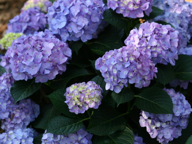 Let's Dance® Blue Jangles® Bigleaf Hydrangea (Hydrangea macrophylla ‘Blue Jangles’ (SMHMTAU)) - QT