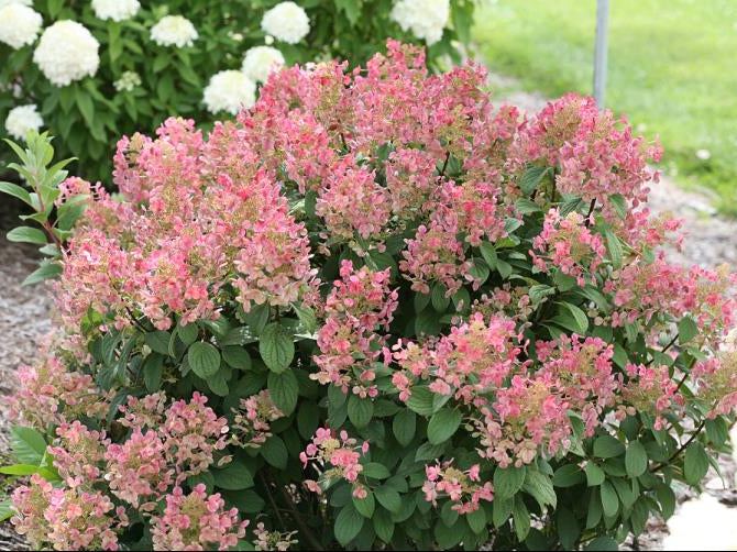 Little Quick Fire® Panicle Hydrangea (Hydrangea pan ‘Little Quick Fire') - QT