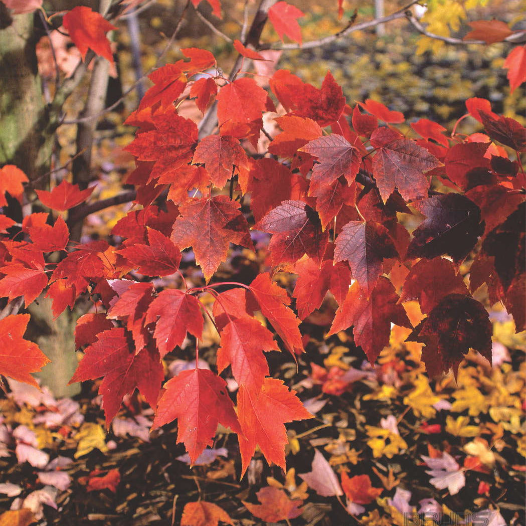 October Glory Red Maple (Acer rubrum 'October Glory') - 3 gallon 48"
