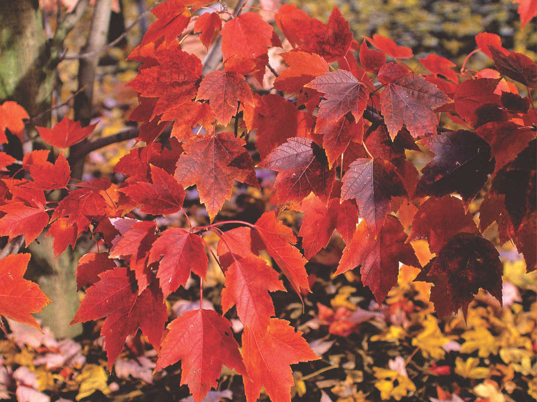 October Glory Red Maple (Acer rubrum 'October Glory') - 3 gallon 48"