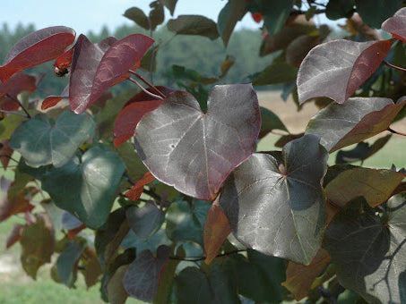 Merlot Redbud (Cercis canadensis 'Merlot') - 3 gallon 36"