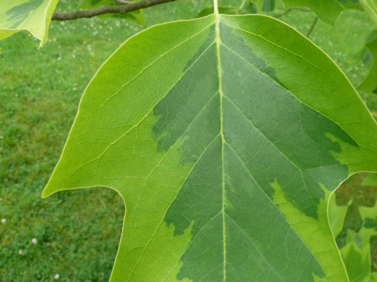 Majestic Beauty™ Tuliptree (Liriodendron tulipifera 'Aureo-Marginatum') - 3 gallon TREE