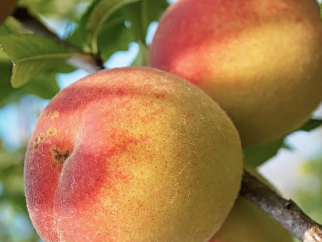 Peach Belle of Georgia (Prunus 'Fruit Belle Of Georgia') - 3 gallon 36" TREE