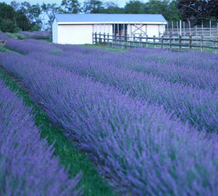 Phenomenal® Lavender (Lavandula x intermedia 'Phenomenal') - QT