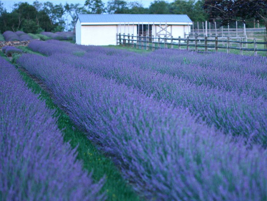 Phenomenal® Lavender (Lavandula x intermedia 'Phenomenal') - QT