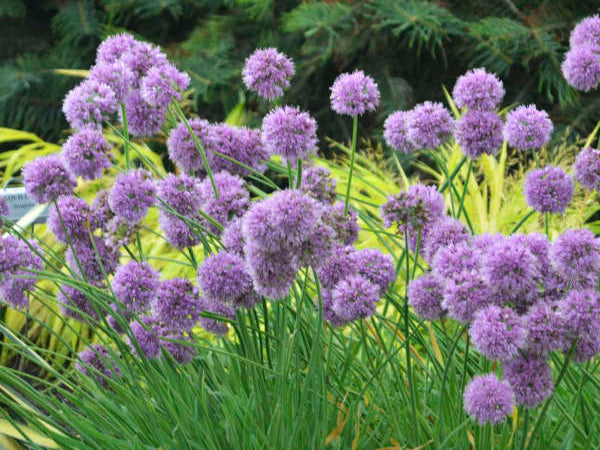 Medusa Flowering Onion (Allium medusa) - QT