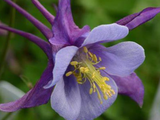 Purple Blue Colmbine (Aquilegia 'Earlybird Purple Blue') - QT