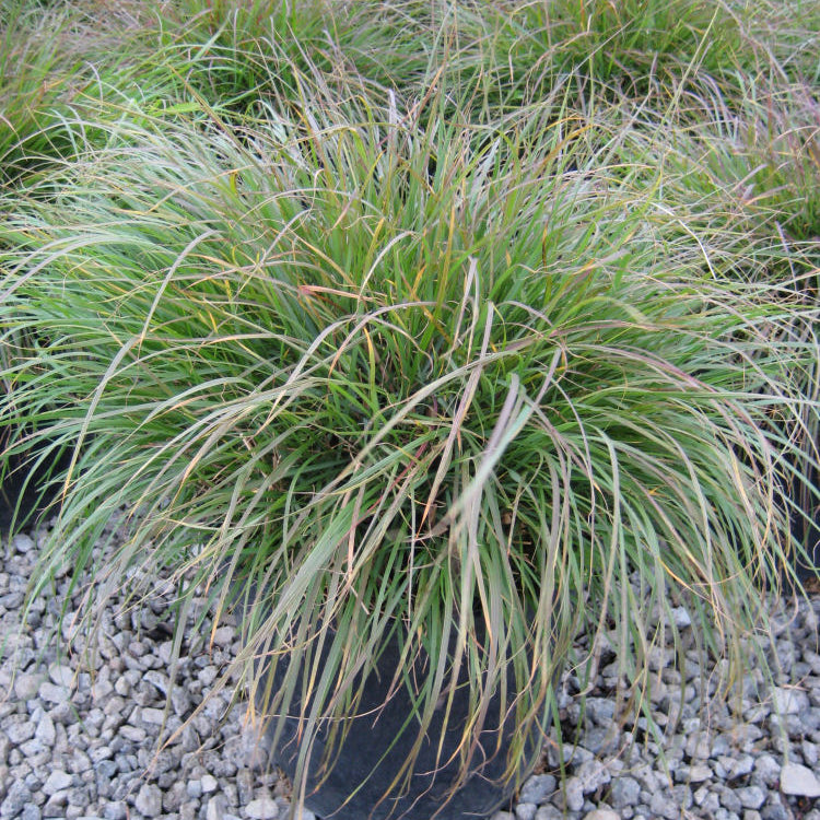 Hameln Fountain Grass (Pennisetum alopecuroides 'Hameln') - QT