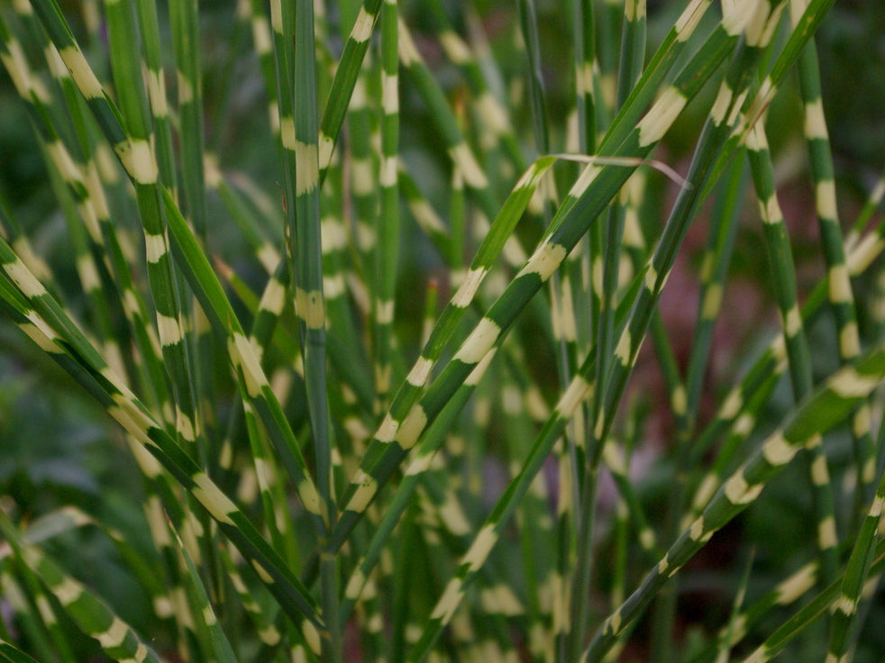 Little Zebra Maiden Grass (Miscanthus sinensis 'Little Nicky') - QT