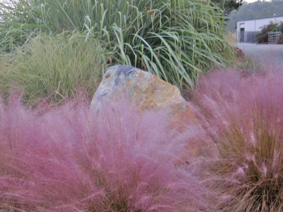 Pink Muhly Grass (MUHLENBERGIA 'Muhlenbergia Capillaris') - QT