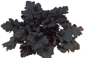 Primo® 'Black Pearl' Coral Bells
(Heuchera 'Black Pearl') - QT