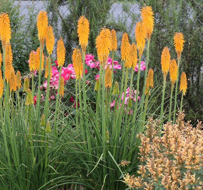 Mango Popsicle Dwarf Poker (Kniphofia 'Mango Popsicle') - QT