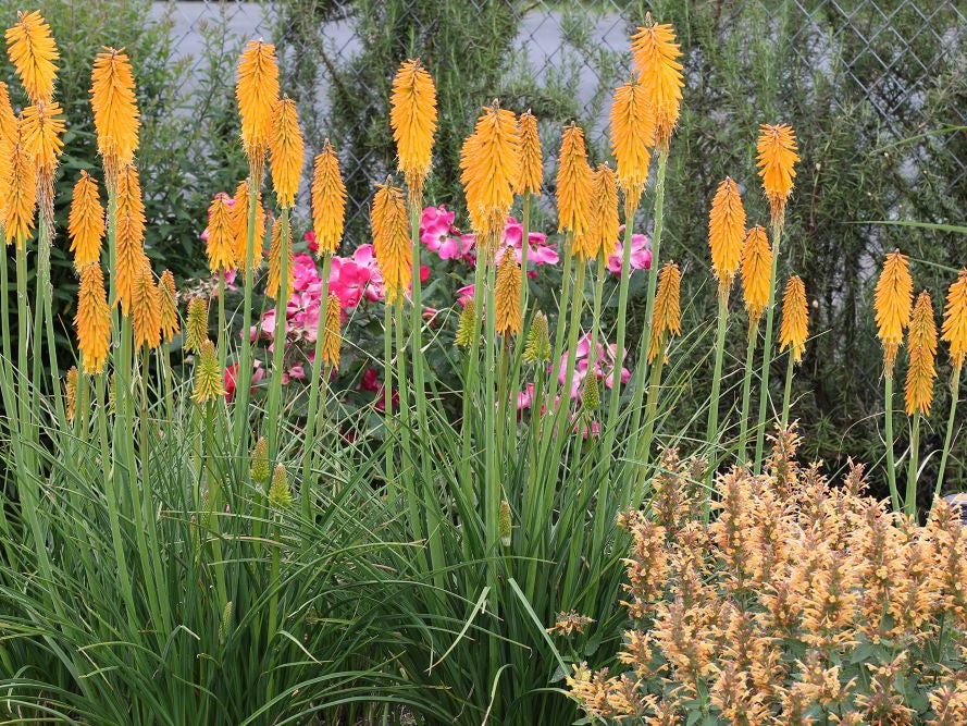 Mango Popsicle Dwarf Poker (Kniphofia 'Mango Popsicle') - QT