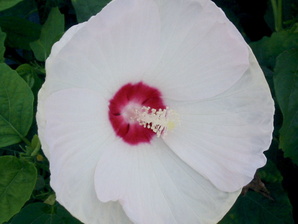 Luna™ White Hardy Hibiscus (Hibiscus mos. 'Luna White') - QT