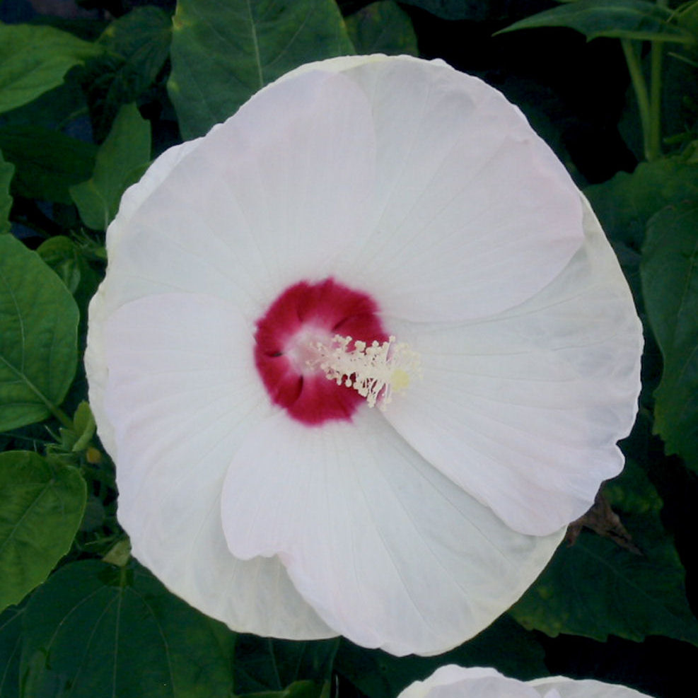 Luna™ White Hardy Hibiscus (Hibiscus mos. 'Luna White') - QT
