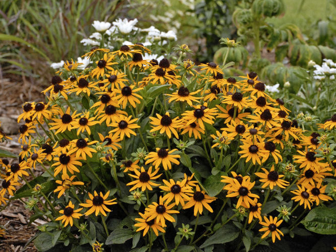 Little Goldstar Black-Eyed Susan (Rudbeckia fulgida var. sullivantii 'Little Goldstar') - QT
