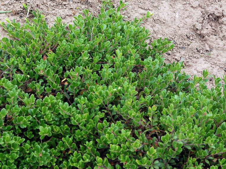 Massachusetts Bearberry (Arctostaphylos uva-ursi 'Massachusetts') - 1 gallon