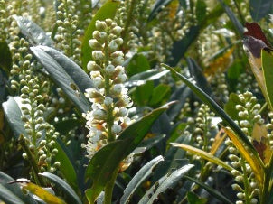 Otto Luyken Dwarf Cherry Laurel (Prunus L 'Otto Luyken') - 2 gallon 12"