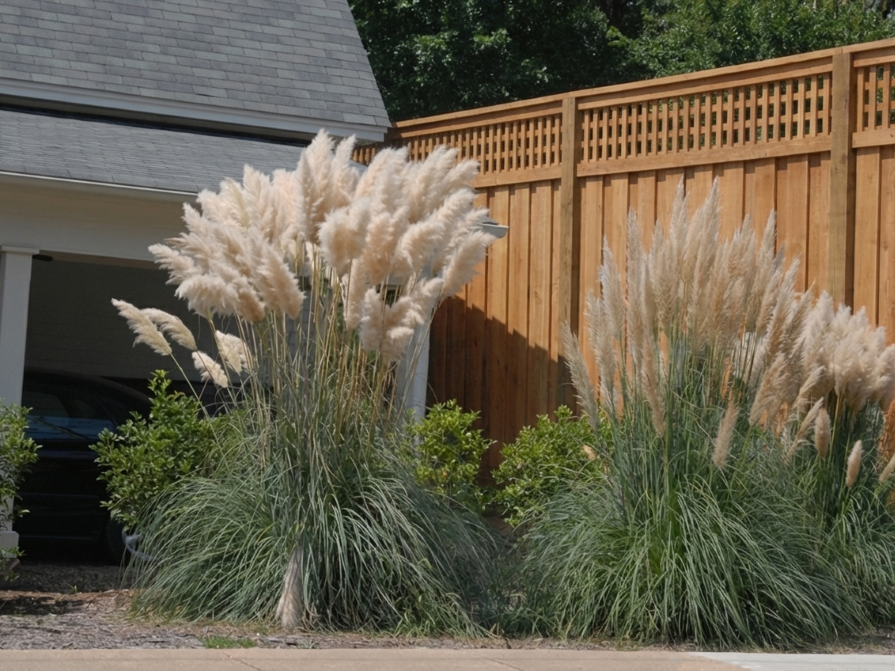 Pampas Grass (Cortaderia selloana) - QT