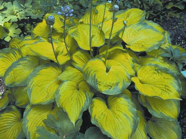 Old Glory Plantain Lily (Hosta 'Old Glory') - QT