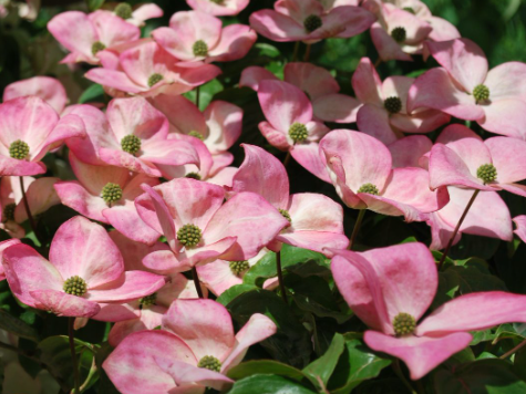 Pink Chinese Dogwood (Cornus kousa 'Satomi') - 1 gallon 3-4' TREE