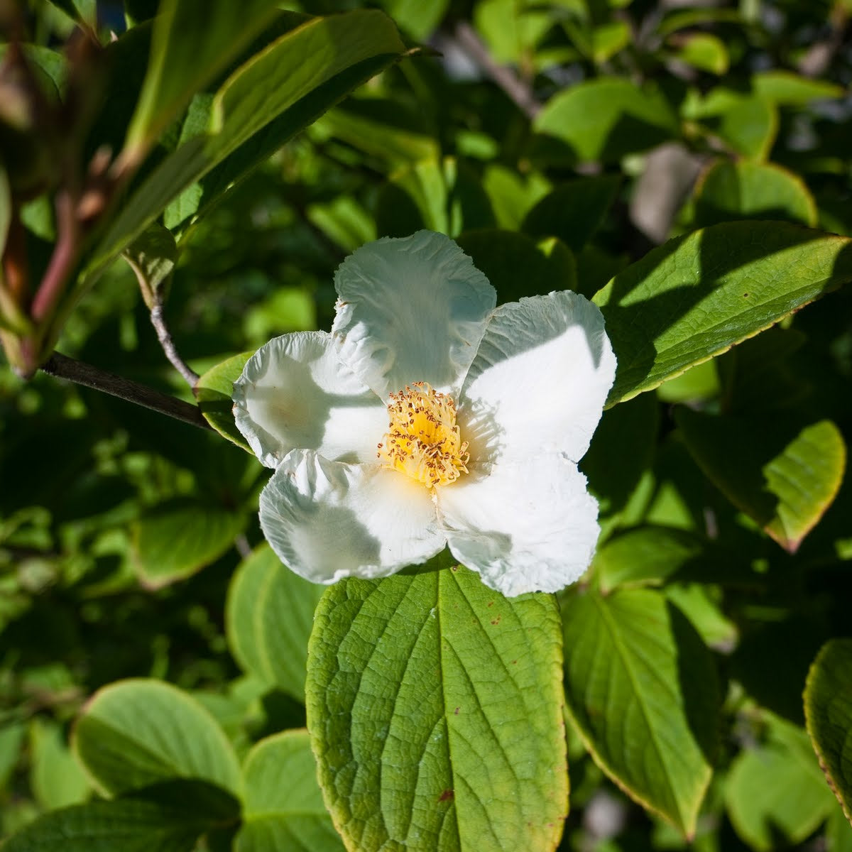 Japanese Stewartia (Stewartia pseudocamellia) - 1 gallon 5-6' TREE
