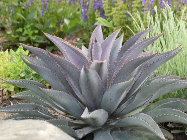 Purple People Eater Mangave (Mangave 'Purple People Eater') - QT