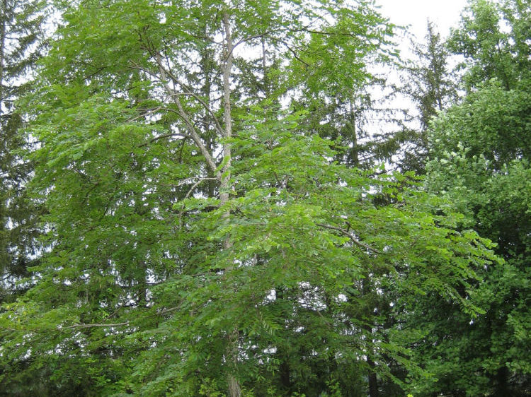Kentucky Coffee Tree (Gymnocladus dioicus) - 3 gallon TREE