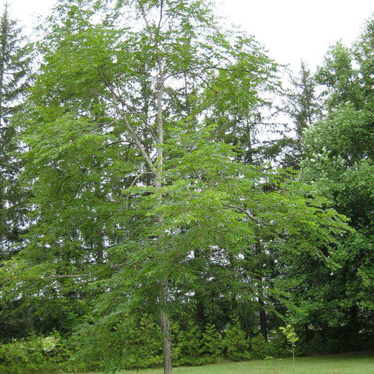 Kentucky Coffee Tree (Gymnocladus dioicus) - 3 gallon TREE