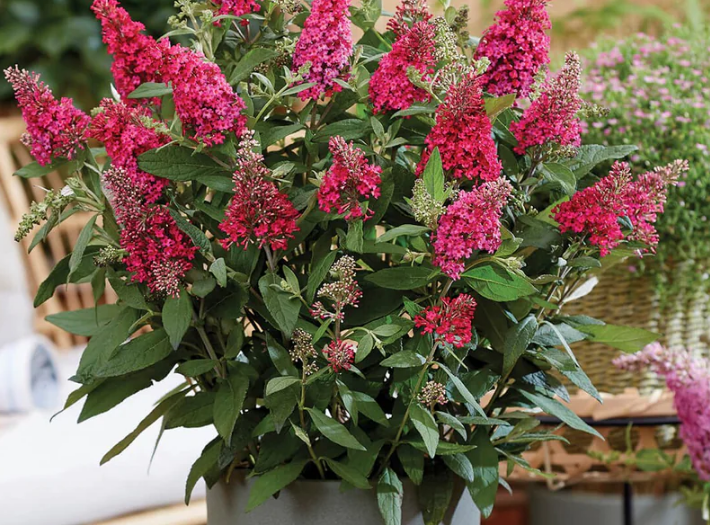 Li'l Raspberry™ Butterfly Bush (Buddleia davidii ‘Lil Raspberry’ (BotEx 006 PP34500)) - 1 gallon