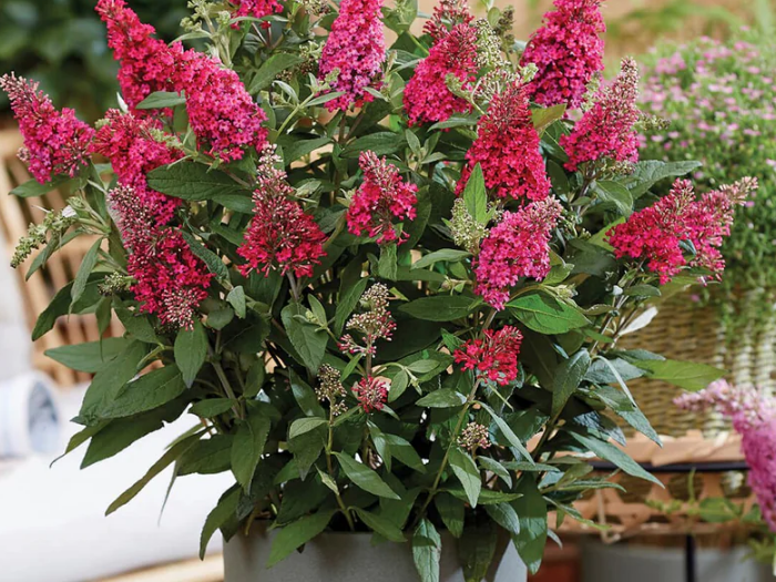 Li'l Raspberry™ Butterfly Bush (Buddleia davidii ‘Lil Raspberry’ (BotEx 006 PP34500)) - 1 gallon