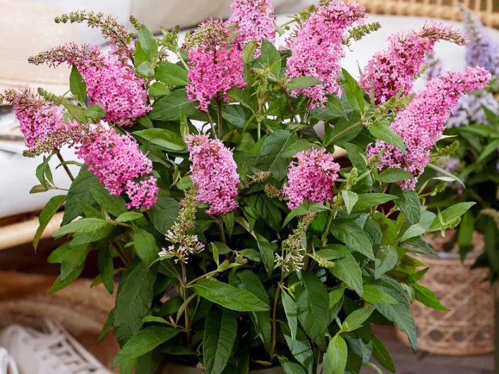 Li'l Taffy™ Butterfly Bush (Buddleia davidii ‘Li'l Taffy’ (BotEx 005 PP34703)) - 1 gallon