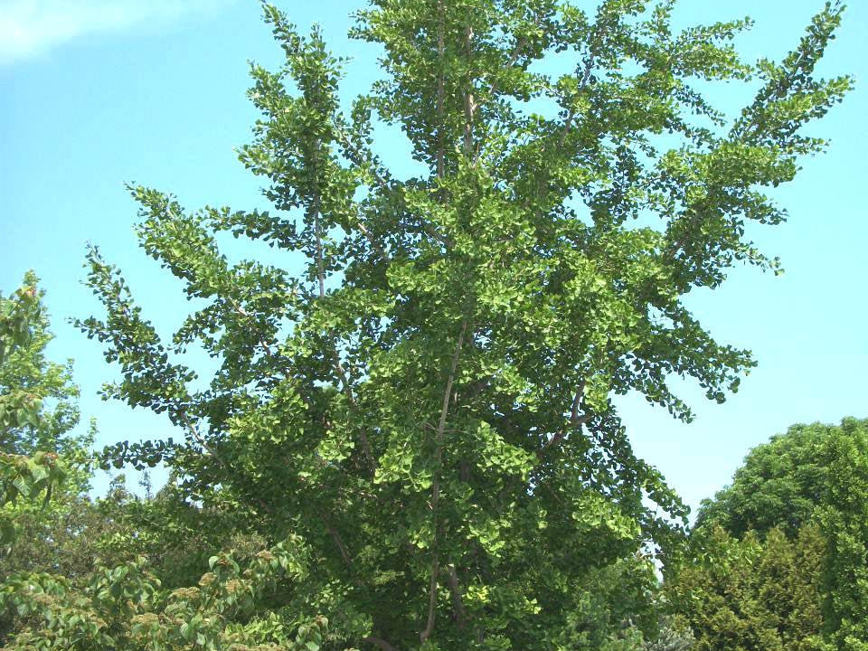 Princeton Sentry™ Ginkgo (Ginkgo biloba 'Princeton Sentry') - 2 gallon 36"