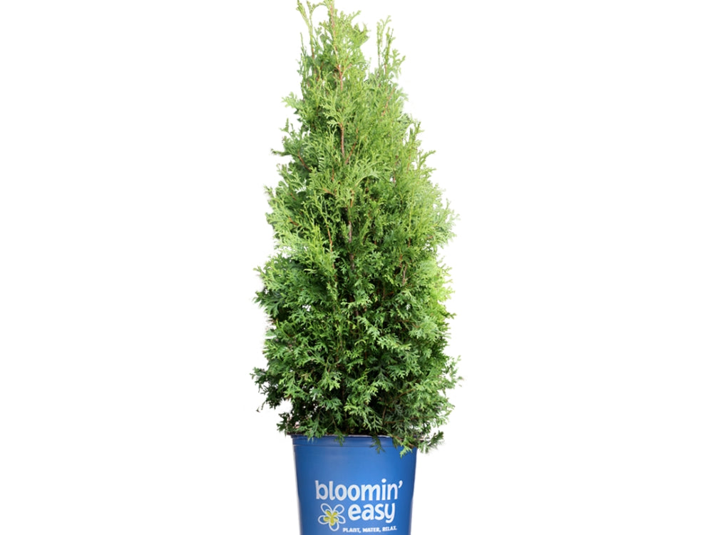 Private Jet™ Arborvitae
(Thuja occidentalis Private Jet 'King of Brabant') - 2 gallon 36"