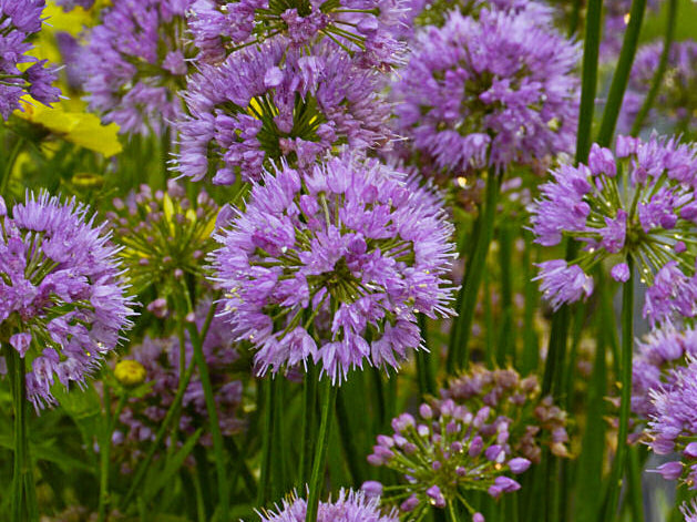 Millenium Ornamental Onion (Allium millenium 'Millenium') - QT