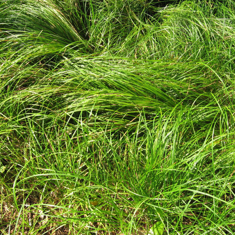 Pennsylvania Sedge (Carex pensylvanica 'Carex Pensylvanica') - QT