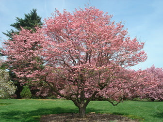 Pink Flowering Dogwood (Cornus F 'Rubra') - 2 gallon 3' TREE
