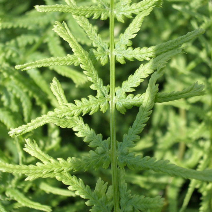 Lady Fern Dre's Dagger (Athyrium filix-femina 'Dre's Dagger') - 1 gallon